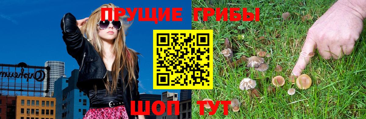 Галлюциногенные грибы Psilocybine cubensis Артём